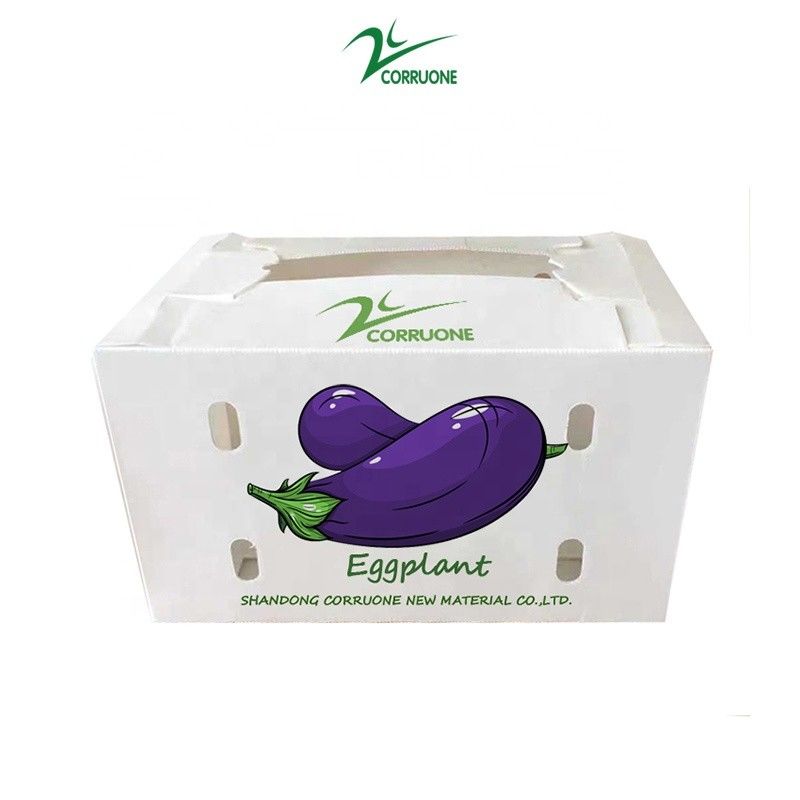 تخصيص الصندوق البلاستيكي المموج الصديقة للبيئة للبروكلي والذرة الصندوق الكوريكس الذرة البروكلي والزراعة التعبئة