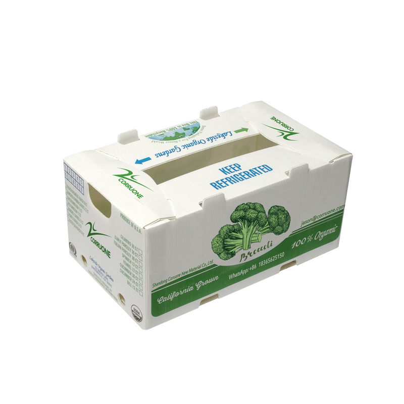 OEM مصنع إنتاج PP البلاستيك مربع المموجة للذرة الحلوة الطازجة البروكلي الباذنجان الزنجبيل مربع