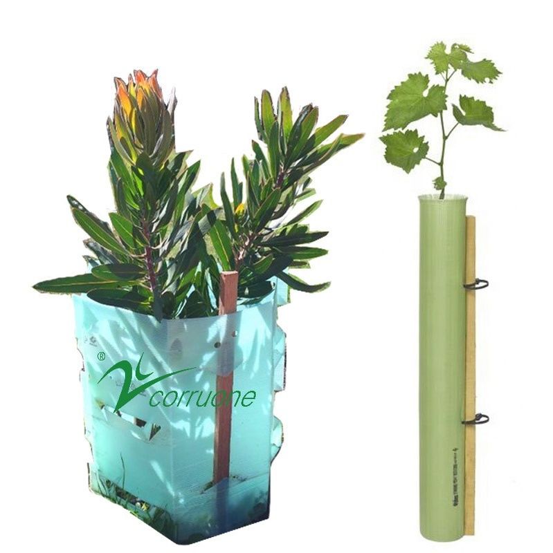 Corflute Plantra Tree Protectors PP المموج شجرة الحرس الأنابيب